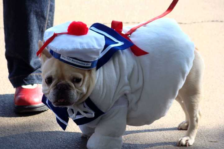 Celebrate 'Halloween With Paws' In Fort Lee