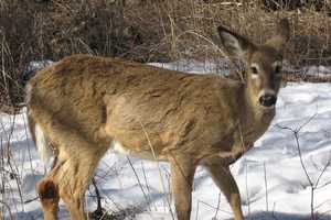Police Euthanize Deer At Fairfield University That Went Through Window