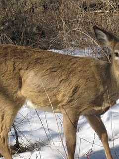 Humane Society Proposes Non-Lethal Deer Control Program In Saddle River