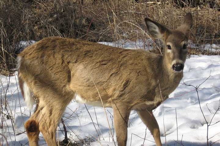Police Euthanize Deer At Fairfield University That Went Through Window