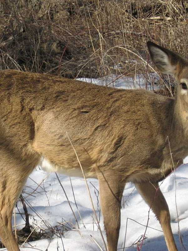 Humane Society Proposes Non-Lethal Deer Control Program In Saddle River