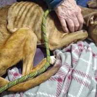 <p>Paterson animal control officers, who rescued Reese from certain death, were handling the investigation. Anyone with information that could help find whoever was responsible is asked to call them at (973) 321-1111.</p>