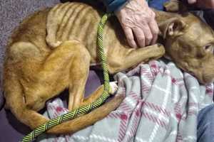 Heartbreaking: Help Sought Saving Life Of Emaciated Dog Found In Paterson