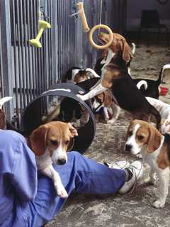 Research Animals Must Be Offered For Adoption, New Law Says