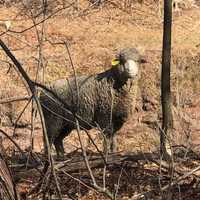 <p>A sheep that is wandering around Chestnut Ridge.</p>