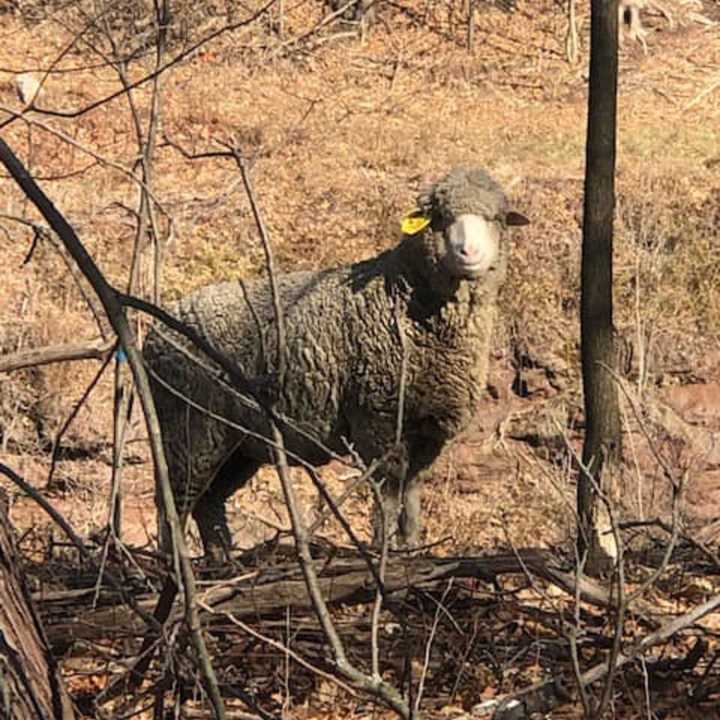 A sheep that is wandering around Chestnut Ridge.