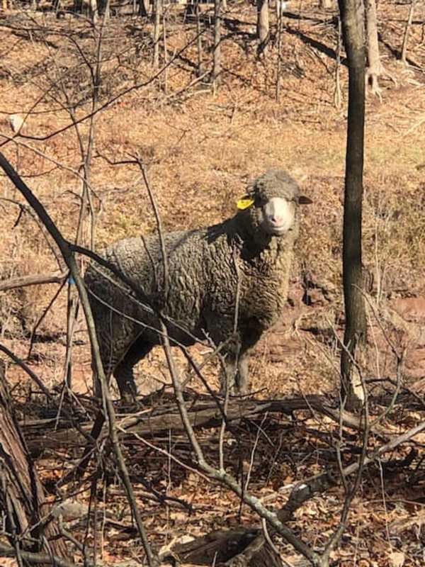 There's A Stray Sheep Wandering In The Area