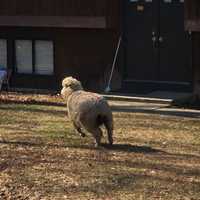 <p>The sheep out for a romp.</p>