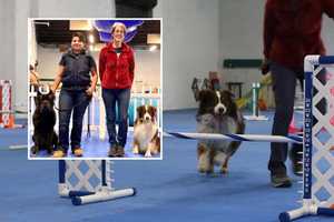 Bergen County Pros Unleash North Jersey Dog Training Mecca