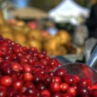 <p>Thanksgiving cooks will find plenty of fresh items to use to prepare their meals at the Rhinebeck Farmers Market this Sunday. This is the last outdoor market of the year.</p>