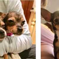 <p>Chihuahua puppies rescued from an illegal mill still need homes.</p>