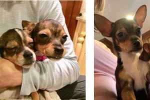 Dogs Rescued From Illegal Scotch Plains Mill Named After 'The Office' Cast