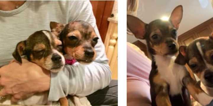 Chihuahua puppies rescued from an illegal mill still need homes.