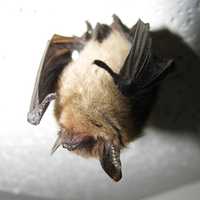 <p>Northern long-eared bat.</p>