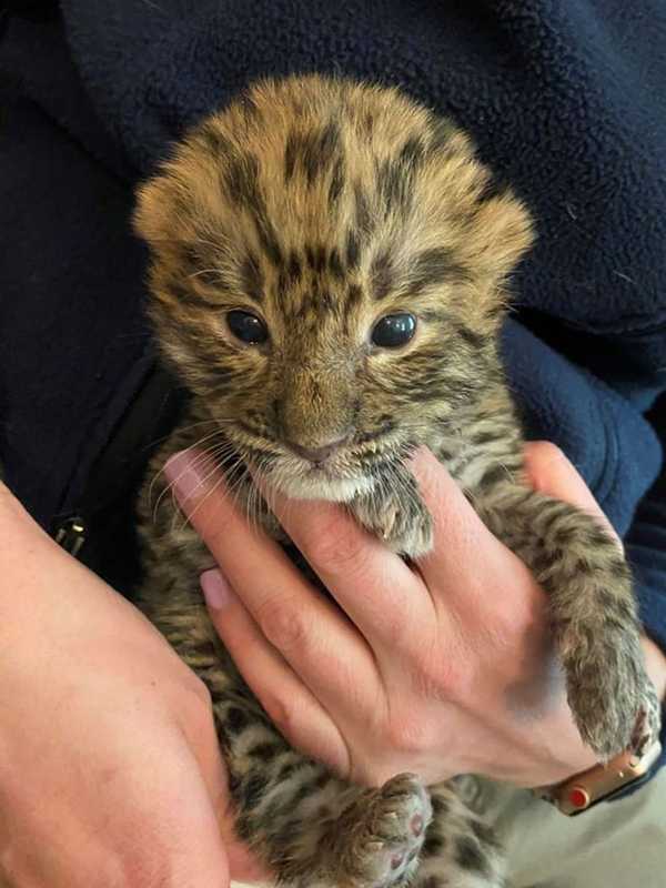 Turtle Back Zoo Welcomes Endangered Leopard Cub Nadya