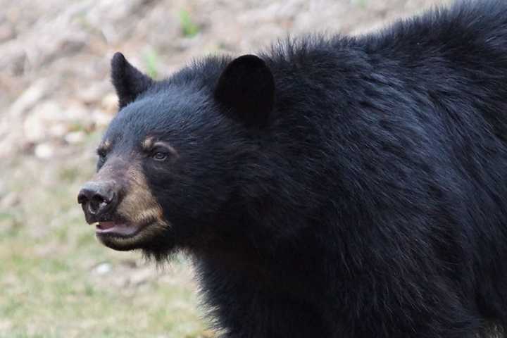 Bear Kills Dog, Injures Woman In NJ Attack