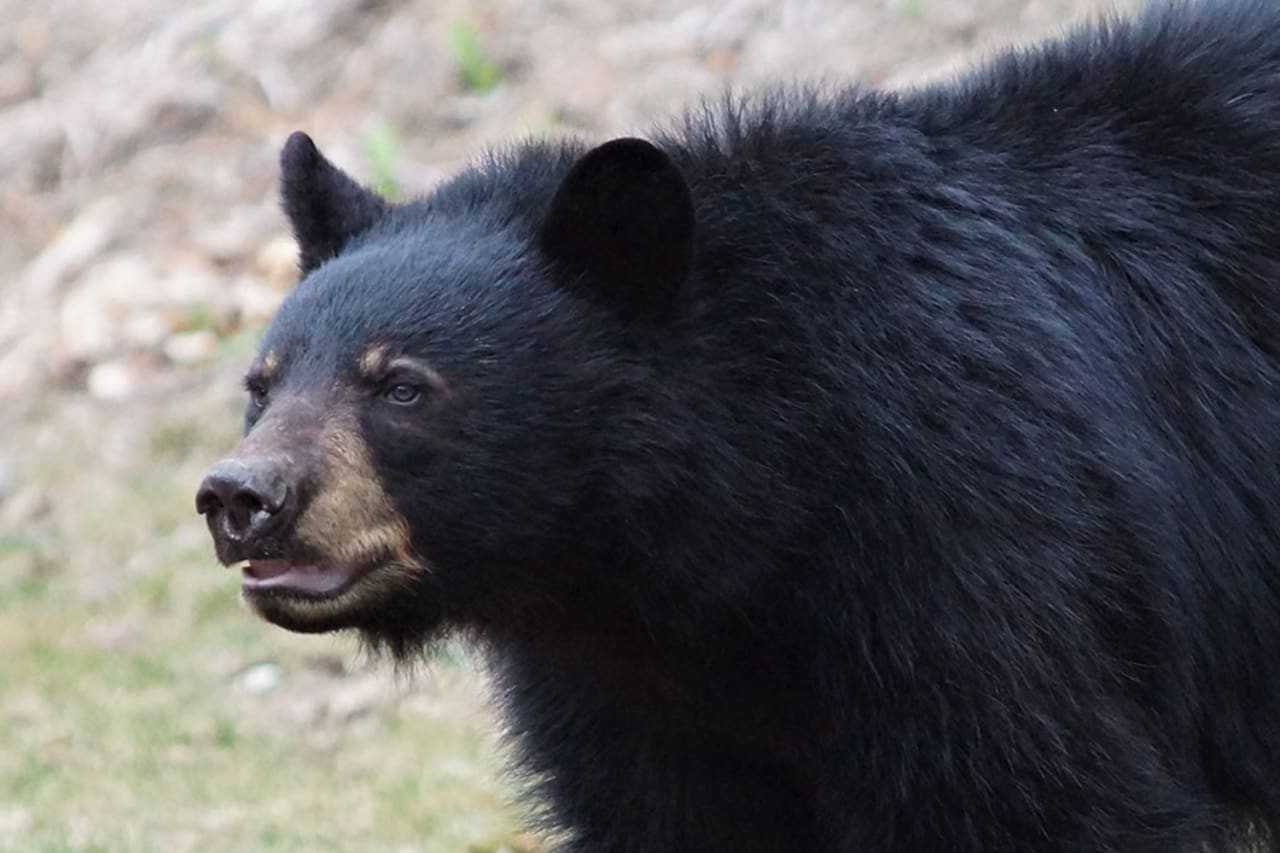 Bear Kills Dog, Injures Woman In NJ Attack | Highland Lakes-Vernon ...