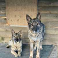 <p>Cimo and Lieben, two pet dogs that were allegedly murdered by Michael Konschak.</p>