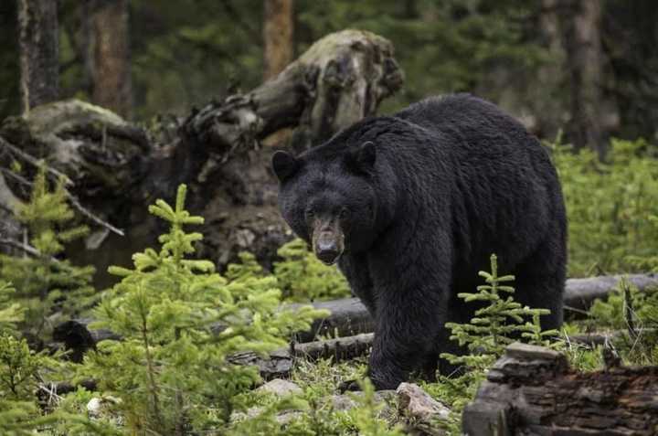 A miniature horse was injured by a black bear in Wilton.