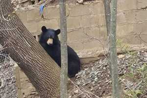 Black Bear Not Under Any Stay-Home Order Takes Stroll Down Main Street