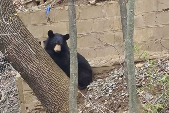 Black Bear Not Under Any Stay-Home Order Takes Stroll Down Main Street