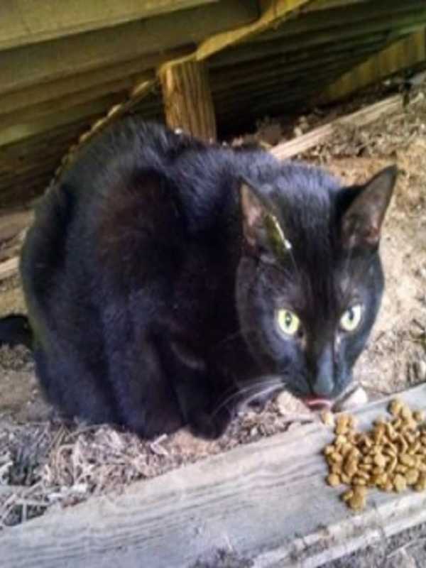 Have You Seen Her? Missing Cat Found In Dobbs Ferry