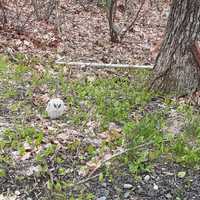 <p>The &#x27;momma&#x27; owl waited patiently for her babies to be rescued.</p>