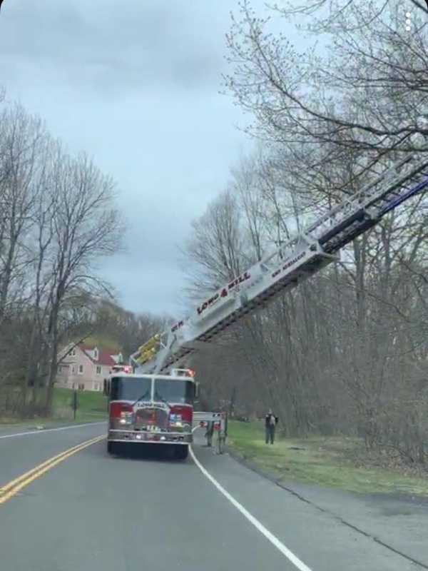 Firefighters Save The Day, Rescue Baby Owls Who Fell Out Of Nest