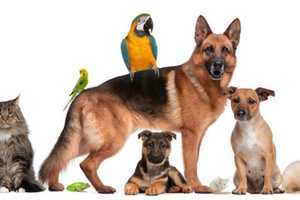 Celebrate Your Pet On National Pet Day, Wyckoff