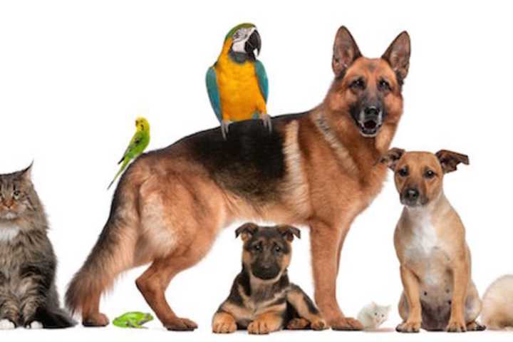 Celebrate Your Pet On National Pet Day, Wyckoff