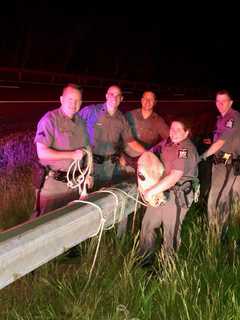 Troopers Manage To Lasso Cow Running Wild On NY State Thruway