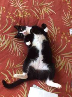 Glen Rock Cat Owners Hope For Christmas Miracle