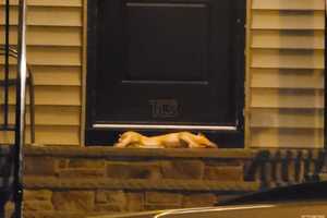 Pig Carcass Left On NJ Rabbi's Doorstep