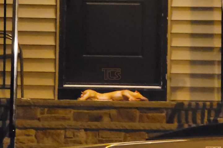 Pig Carcass Left On NJ Rabbi's Doorstep