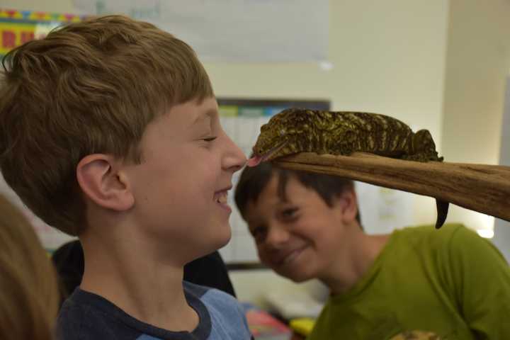 Holmes Students Welcome Animal Embassy To The Classroom In Darien