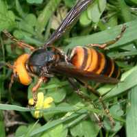 'Murder Hornets': Media-Created Panic Scaring Some Into Killing Essential Insects, Experts Warn
