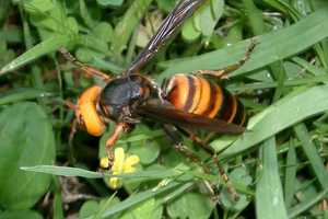 'Murder Hornets': Media-Created Panic Scaring Some Into Killing Essential Insects, Experts Warn