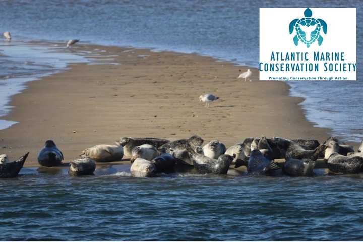 Long Island Marine Conservatory Among Non-Profits Awarded $1.8M In Grants