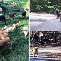 𝗨𝗣𝗗𝗔𝗧𝗘: More Than 90 Dogs, Pups Removed From NJ Home, Couple Charged