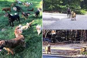 𝗨𝗣𝗗𝗔𝗧𝗘: More Than 90 Dogs, Pups Removed From NJ Home, Couple Charged