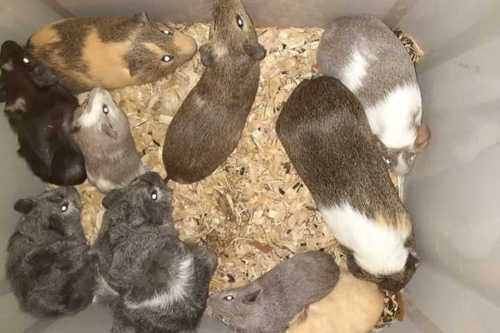 Investigation Under Way After 10 Guinea Pigs Found Abandoned In Area