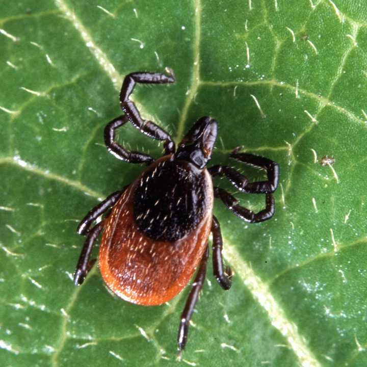 Expect to see more ticks than usual this year.