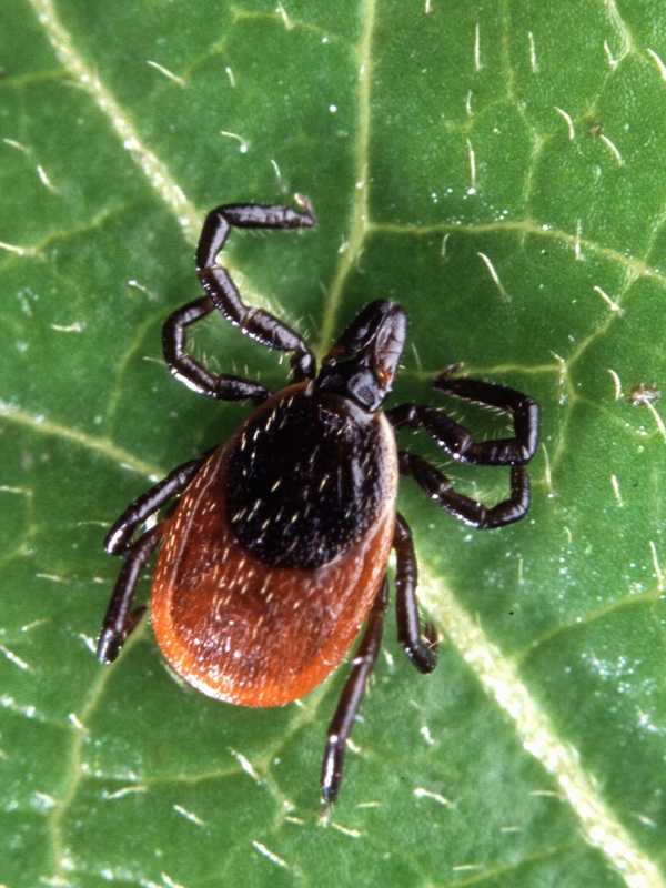 Greenwich Nonprofit To Raise Money For Lyme Disease Research