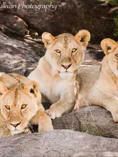 Mount Pleasant Library Presents Photography Exhibit On Africa