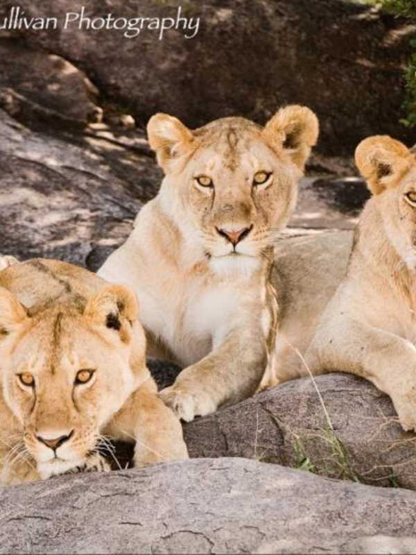 Mount Pleasant Library Presents Photography Exhibit On Africa