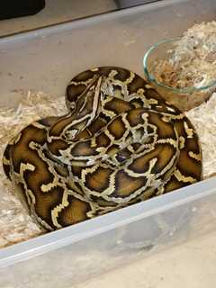 SPCA Rescues Snakes From Lake Peekskill Home In Putnam