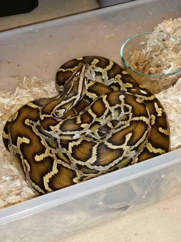 SPCA Rescues Snakes From Lake Peekskill Home In Putnam