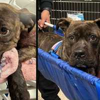 Dog Found With Multiple Gunshot Wounds In West Philadelphia