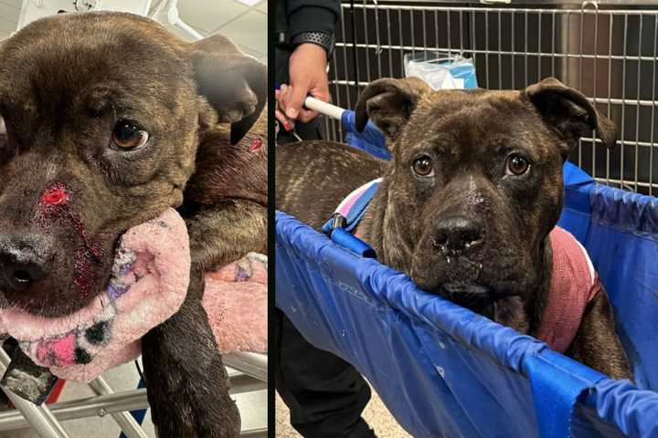 Dog Found With Multiple Gunshot Wounds In West Philadelphia