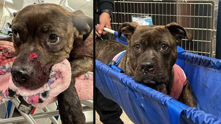 Alexia the dog was found suffering from multiple gunshot wounds in West Philadelphia Monday night.